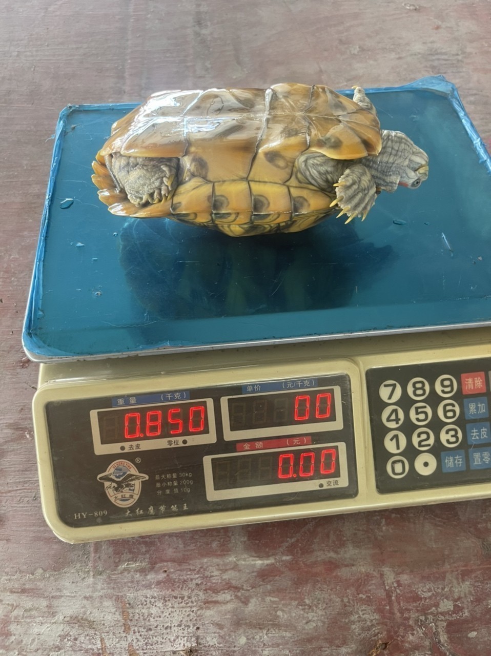 變異巴西