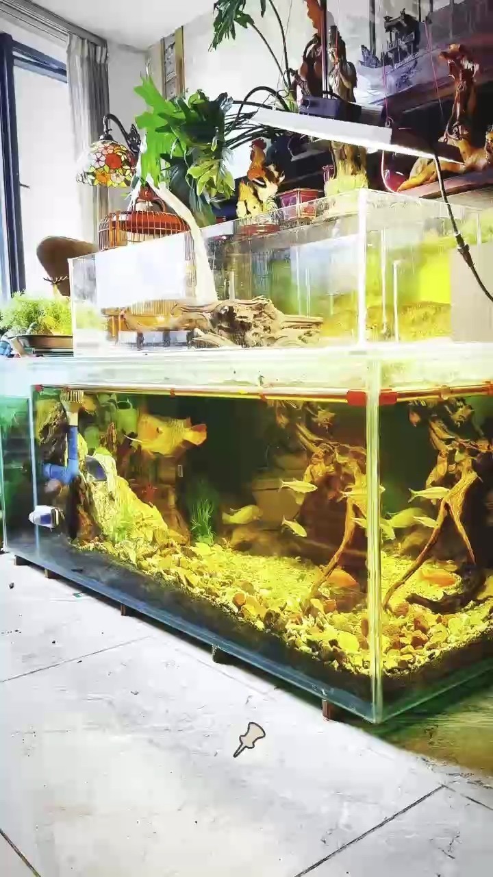 龍魚和翹嘴區別圖片大全（如何通過圖片快速區分龍魚和翹嘴？）