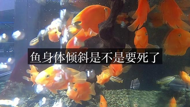 龍魚身體傾斜怎么回事兒