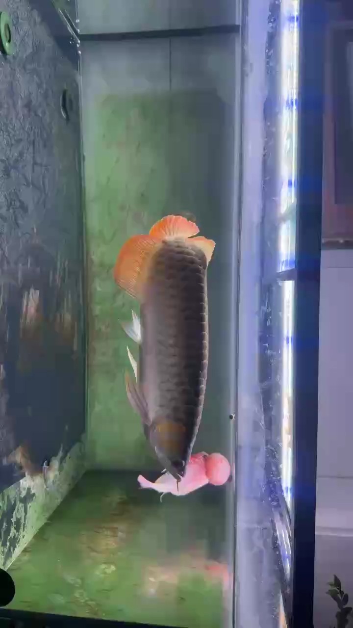 陽臺上養(yǎng)魚