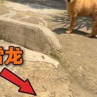 雷龍村是否真實存在？