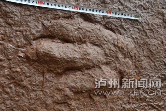 淡水龍魚有哪些常見疾病,淡水龍魚常見病速查表 龍魚百科 第1張 淡水龍魚有哪些常見疾病,淡水龍魚常見病速查表 淡水龍魚有哪些常見疾病,淡水龍魚常見病速查表 龍魚百科 第1張