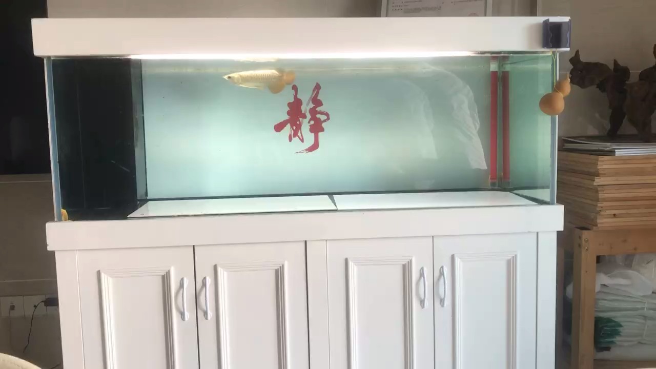 把藥塞蝦里面，吃到甩身子 把藥塞蝦里面，吃到甩身子 龍魚論壇