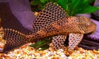 義烏市寶杰水族器材有限公司（義烏市寶杰水族器材有限公司電話）