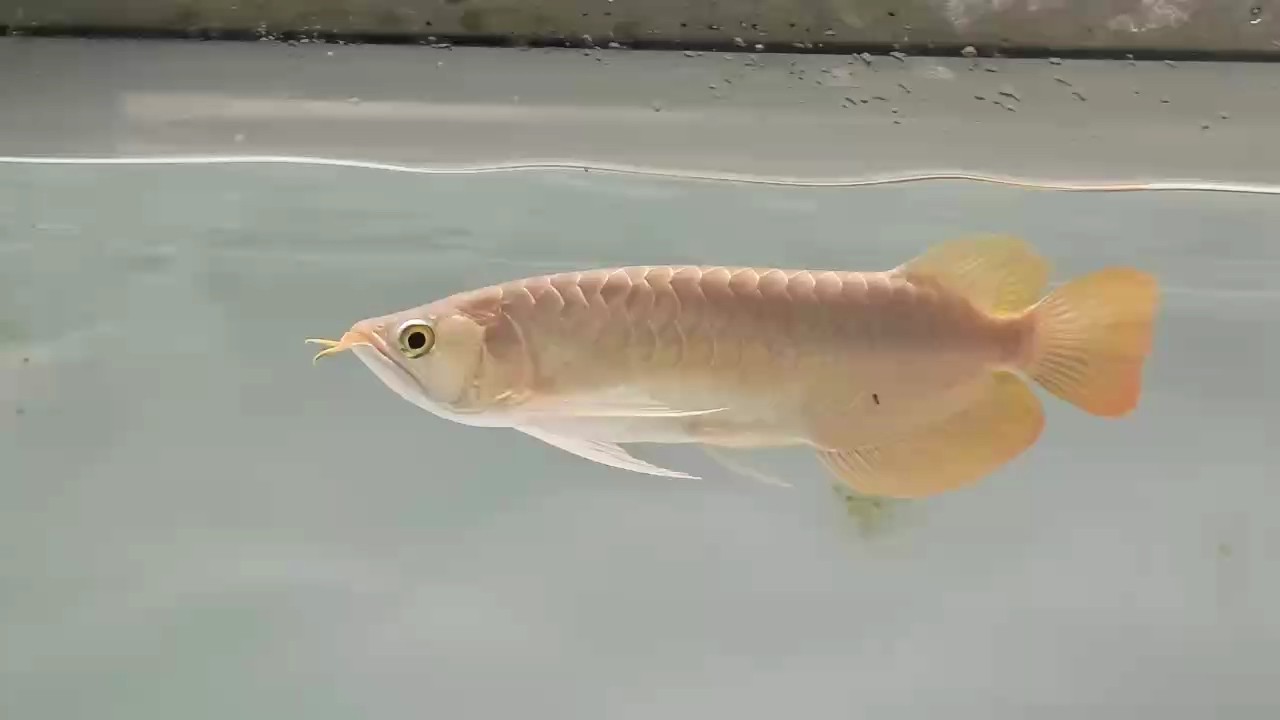 開燈走一個