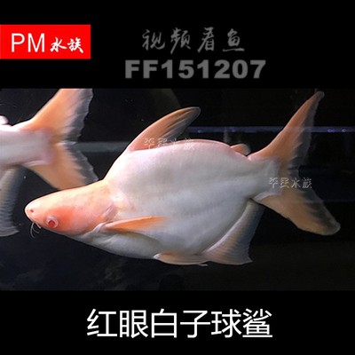 灤平縣灤平鎮酈澤鮮花店（灤平鮮花店電話）