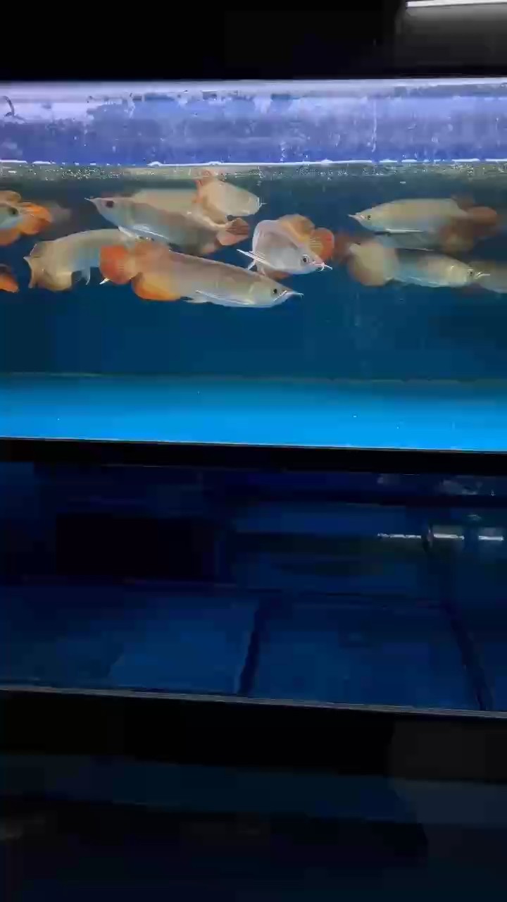 如何區分龍魚嘴上的小疙瘩是病還是珠星？（龍魚嘴上小疙瘩多久會消失？）