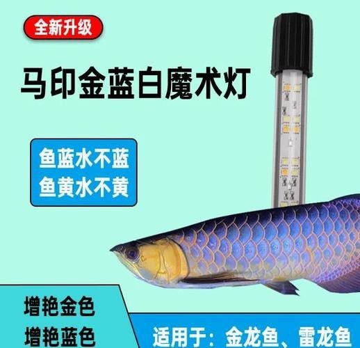 龍魚發色燈正確位置圖片