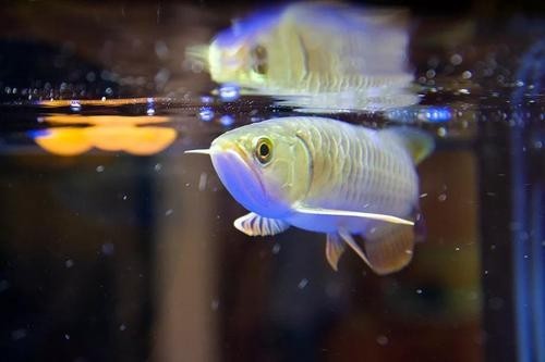 龍魚發色燈正確位置圖片