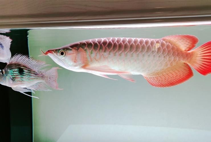 龍魚發色燈正確位置圖片