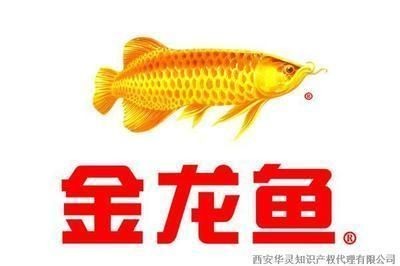 紅龍魚挑選視頻（如何挑選健康優(yōu)質的紅龍魚）