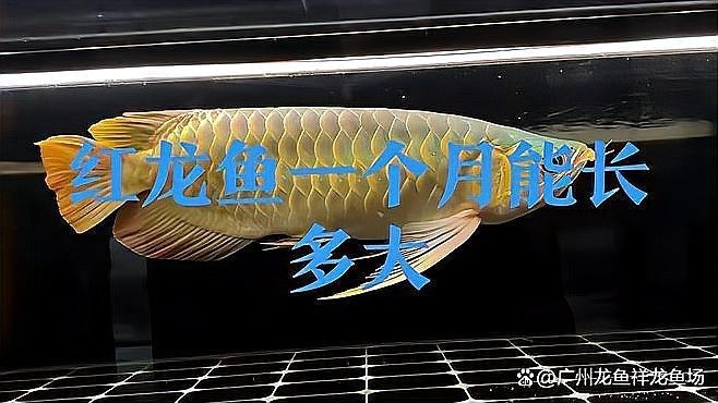 龍魚半年能長多大 龍魚半年能長多大 龍魚百科 第13張