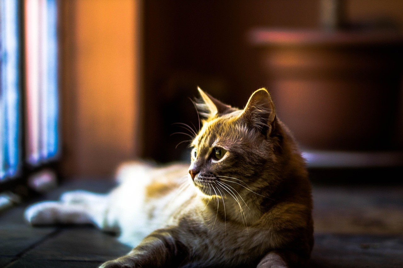 有哪些跡象表明龍貓關系緊張？