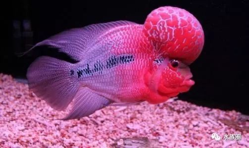 城關區雁灘花魚市場兄弟水族館（城關區雁灘花魚市場兄弟水族館電話）