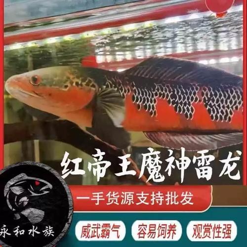 雷龍魚和紅龍能混養嗎圖片大全
