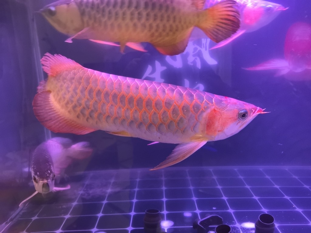 好久沒發了，來一發。 好久沒發了，來一發。 龍魚論壇 第1張