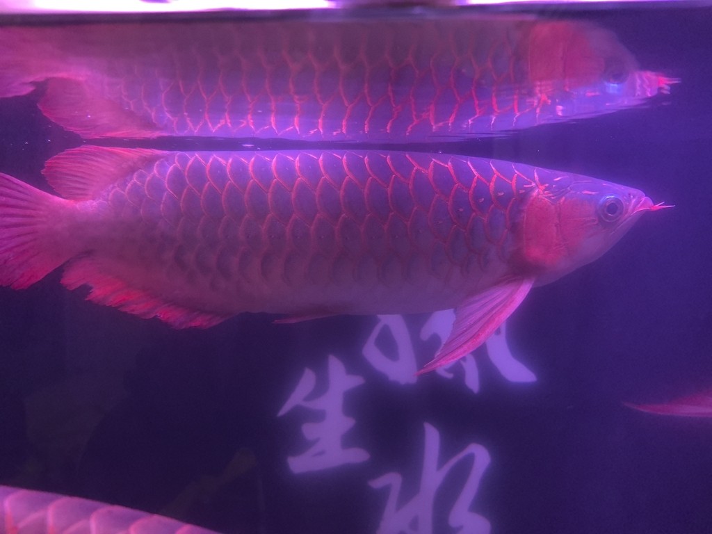 好久沒發了，來一發。 好久沒發了，來一發。 龍魚論壇 第2張