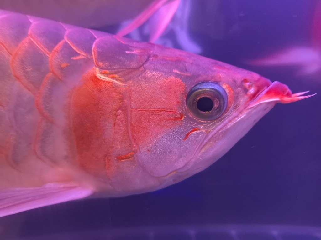 好久沒發了，來一發。 好久沒發了，來一發。 龍魚論壇 第3張