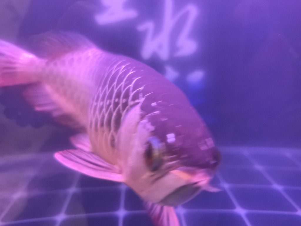 好久沒發了，來一發。 好久沒發了，來一發。 龍魚論壇 第4張