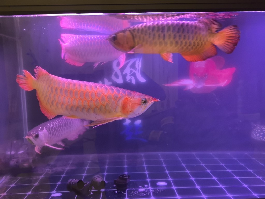 好久沒發了，來一發。 好久沒發了，來一發。 龍魚論壇 第6張