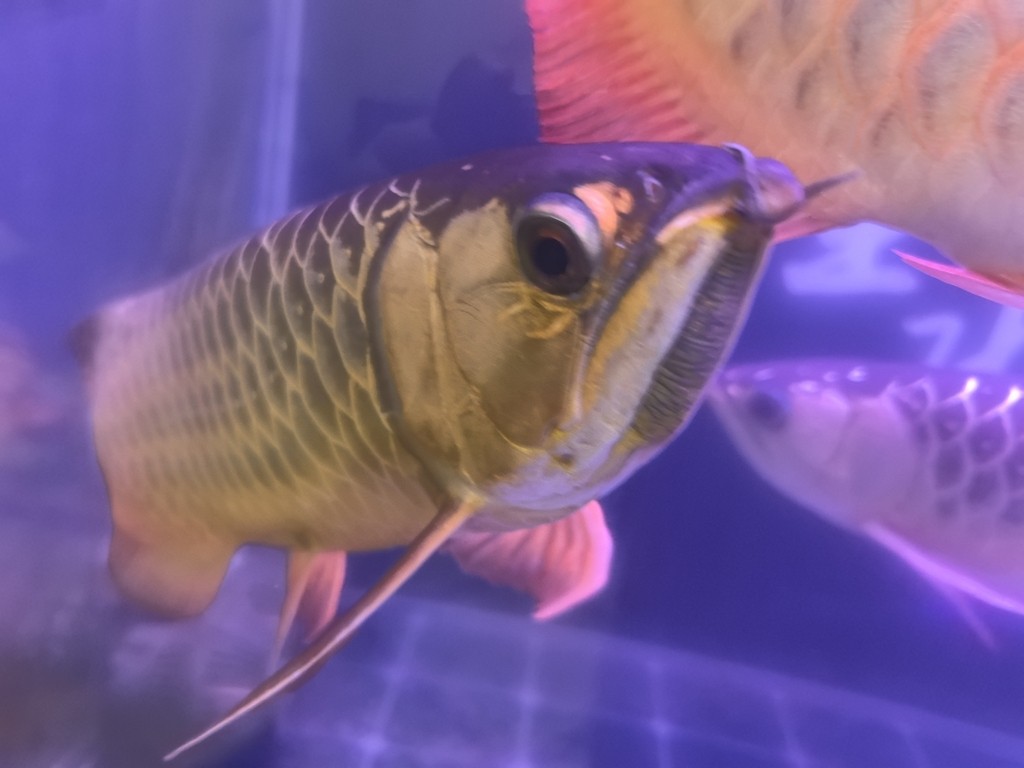 好久沒發了，來一發。 好久沒發了，來一發。 龍魚論壇 第5張