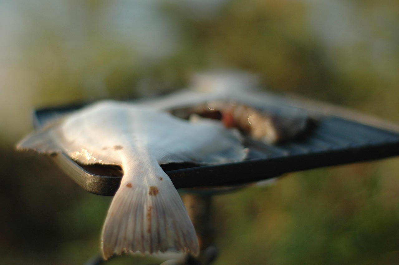 青占魚為啥叫索命魚 龍魚論壇 青占魚為啥叫索命魚 青占魚為啥叫索命魚 龍魚論壇
