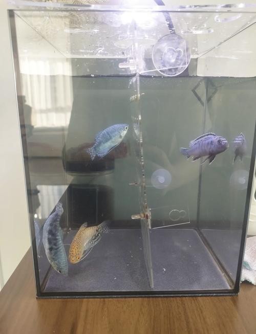 龍魚可以和曼龍魚混養嗎圖片