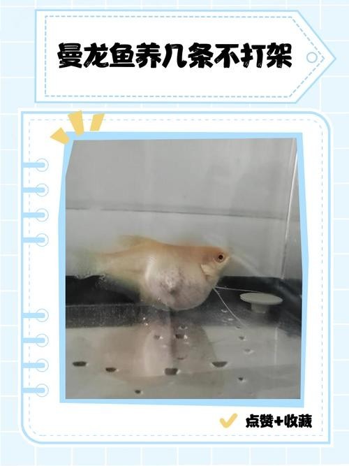 龍魚可以和曼龍魚混養嗎圖片