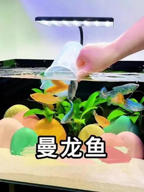 龍魚可以和曼龍魚混養嗎圖片