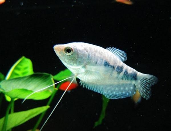 龍魚可以和曼龍魚混養嗎圖片