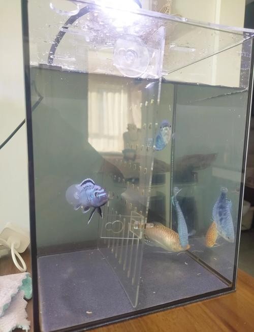 龍魚可以和曼龍魚混養嗎圖片