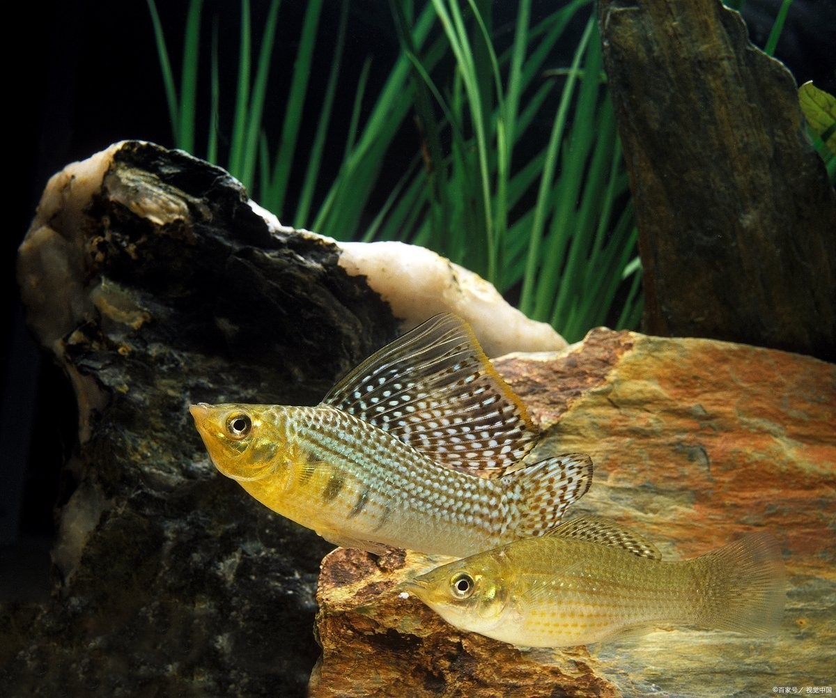 龍魚可以和曼龍魚混養嗎圖片
