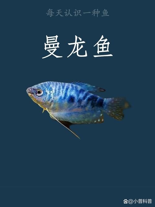 龍魚可以和曼龍魚混養嗎圖片