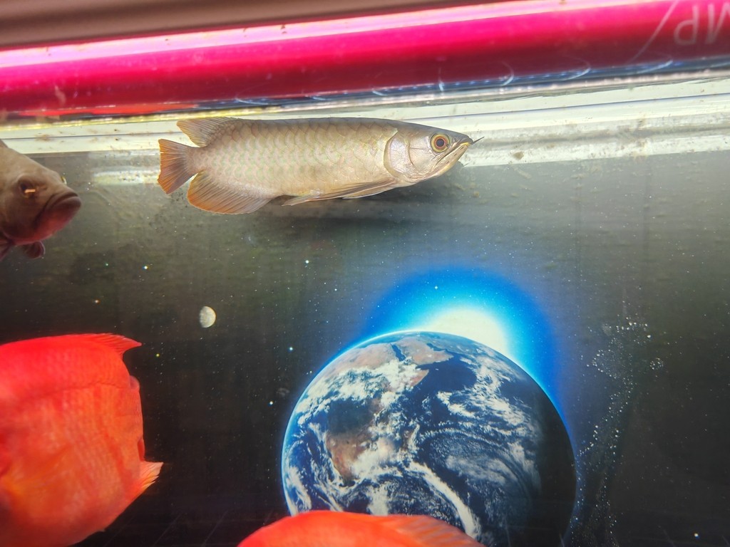 有沒有大神幫我看看這條魚怎么樣？ 有沒有大神幫我看看這條魚怎么樣？ 龍魚論壇
