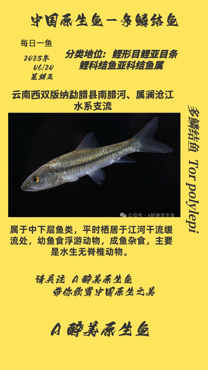 多鱗結魚
