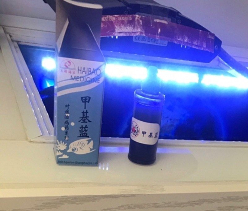 關于養錦鯉