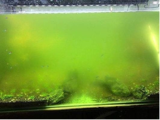 雷山縣達地水族鄉(xiāng)佳龍傳統(tǒng)手工粉店（雷山縣達地水族鄉(xiāng)佳龍傳統(tǒng)手工粉店電話） 雷山縣達地水族鄉(xiāng)佳龍傳統(tǒng)手工粉店（雷山縣達地水族鄉(xiāng)佳龍傳統(tǒng)手工粉店電話） 全國水族館企業(yè)名錄