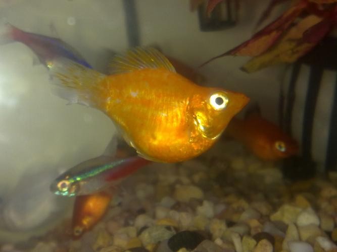 銀龍魚的尾巴爛了怎么辦圖片