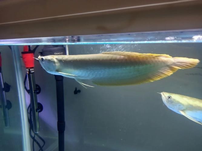銀龍魚的尾巴爛了怎么辦圖片