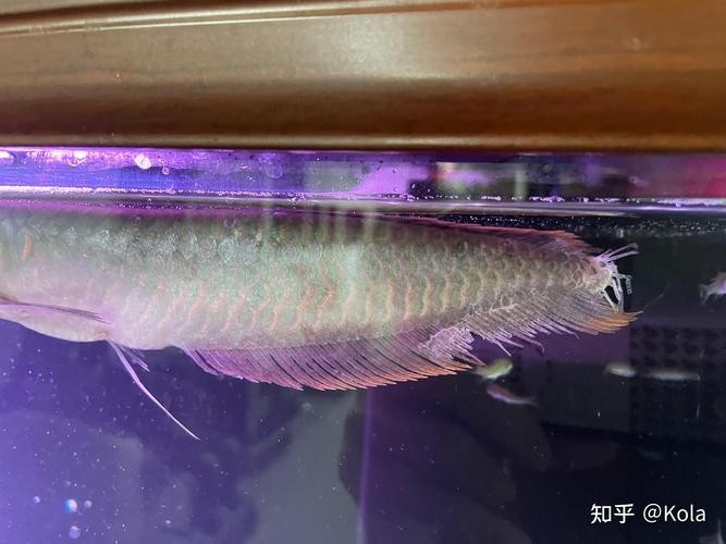 銀龍魚的尾巴爛了怎么辦圖片