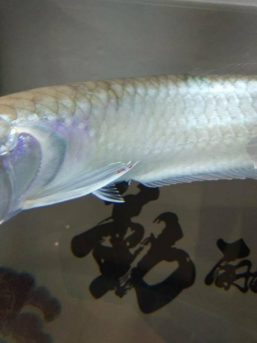 銀龍魚的尾巴爛了怎么辦圖片