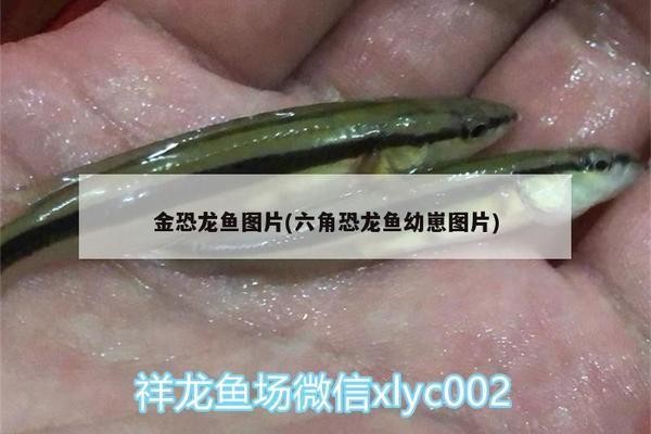 貴陽(yáng)市經(jīng)濟(jì)開(kāi)發(fā)區(qū)聚源水族館：