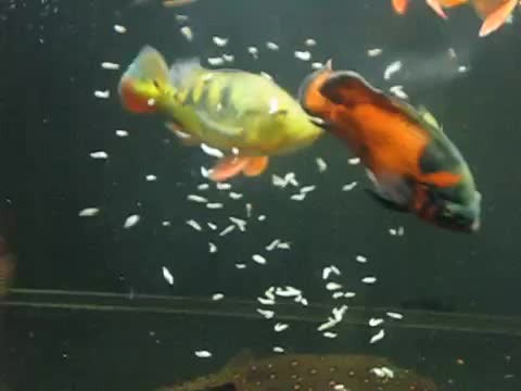 <strong><mark>宣化</mark></strong>區澳晟魚業養殖場（<strong><mark>宣化</mark></strong>區澳晟魚業養殖場地址）