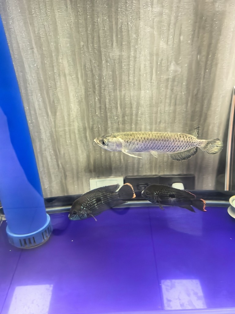 不知道買了個什么品種的龍魚