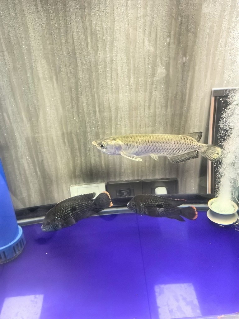 不知道買了個什么品種的龍魚