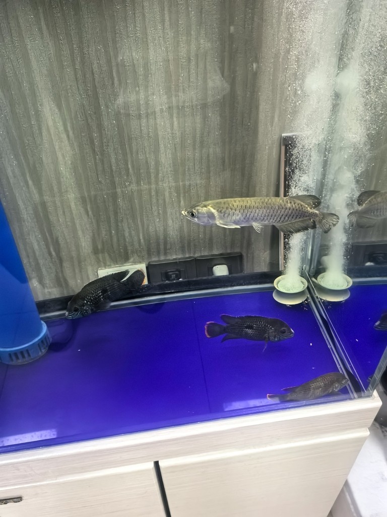 不知道買了個什么品種的龍魚