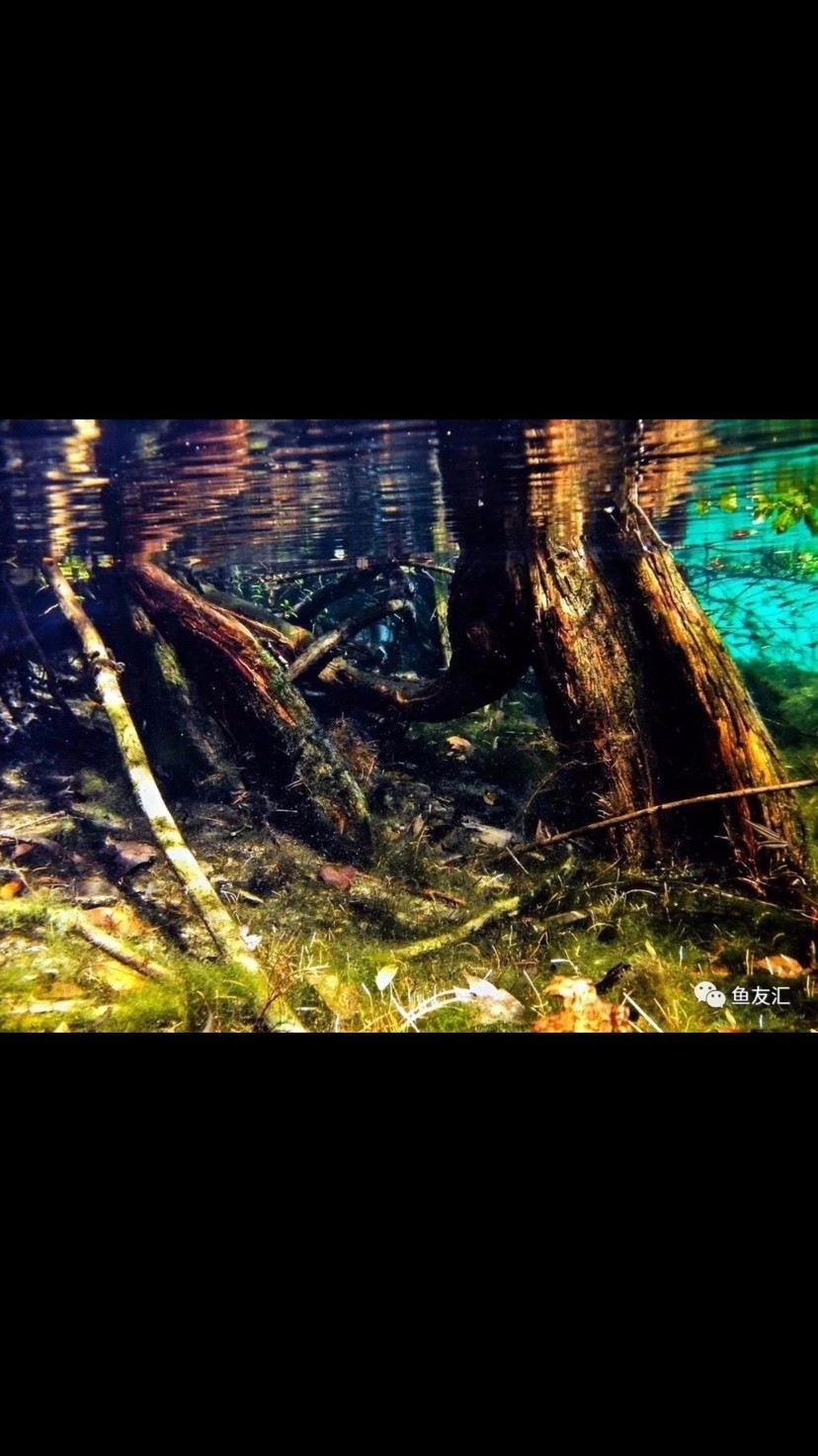 瑰麗的水族造景 瑰麗的水族造景 全國水族館企業名錄 第2張