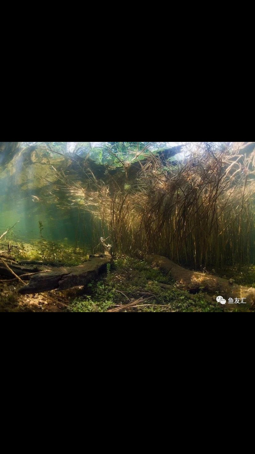 瑰麗的水族造景 瑰麗的水族造景 全國水族館企業名錄 第4張