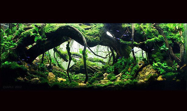 瑰麗的水族造景 瑰麗的水族造景 全國水族館企業名錄 第5張
