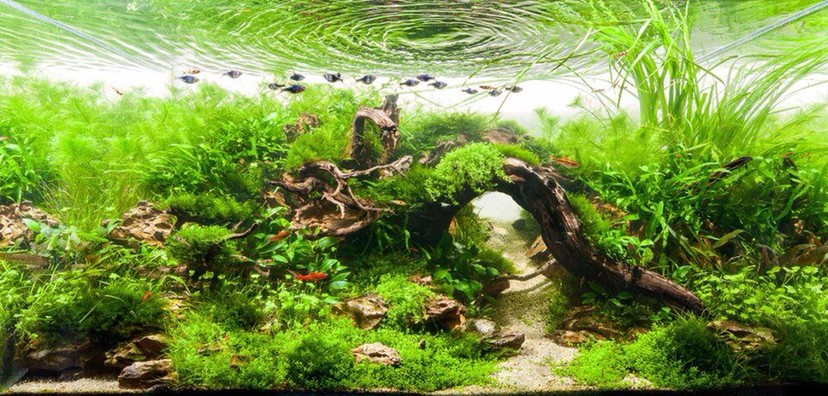 瑰麗的水族造景 瑰麗的水族造景 全國水族館企業名錄 第7張